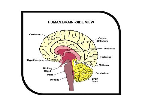 human brain diagram print by udaix at allposters com